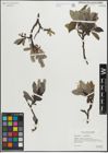 Foto von Salix glauca L. x Salix phylicifolia L.